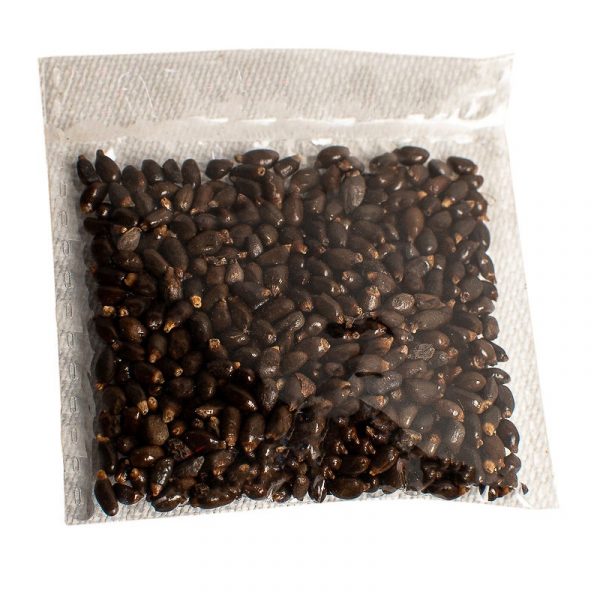 a sachet of oregano seed
