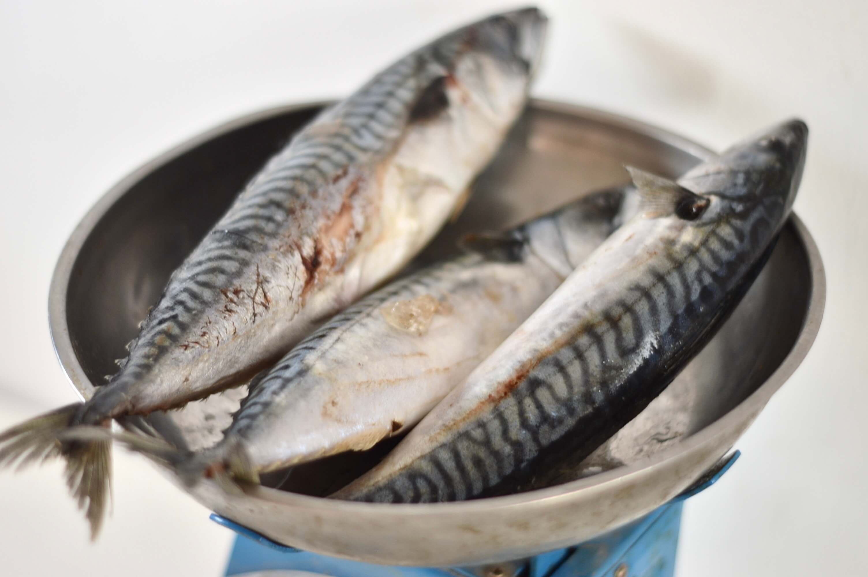 titus (mackerel) fish on a scale